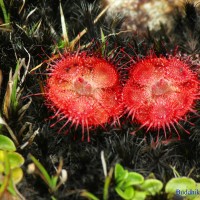 <i>Drosera burmanni</i>  Vahl